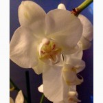 Орхидеи фаленопсис стандарт и мини