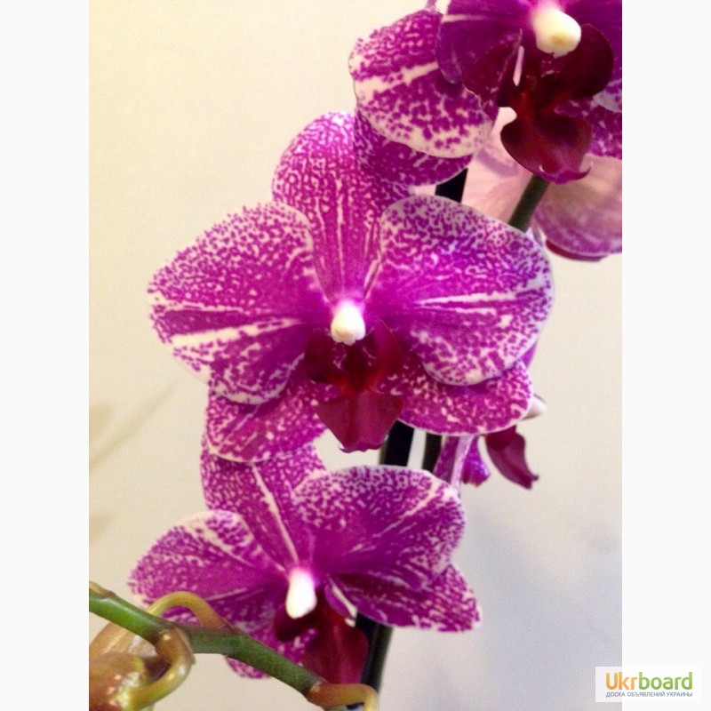 Фото 12. Орхидеи фаленопсис стандарт и мини