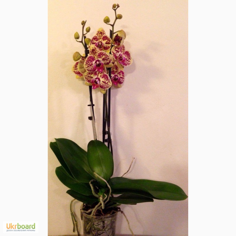 Фото 13. Орхидеи фаленопсис стандарт и мини