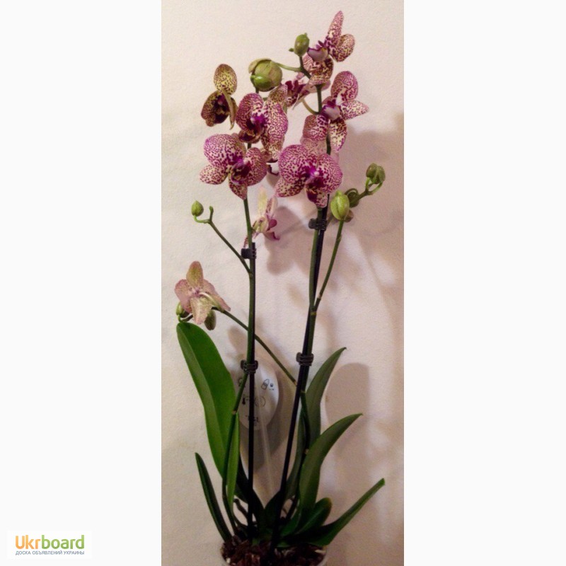 Фото 14. Орхидеи фаленопсис стандарт и мини