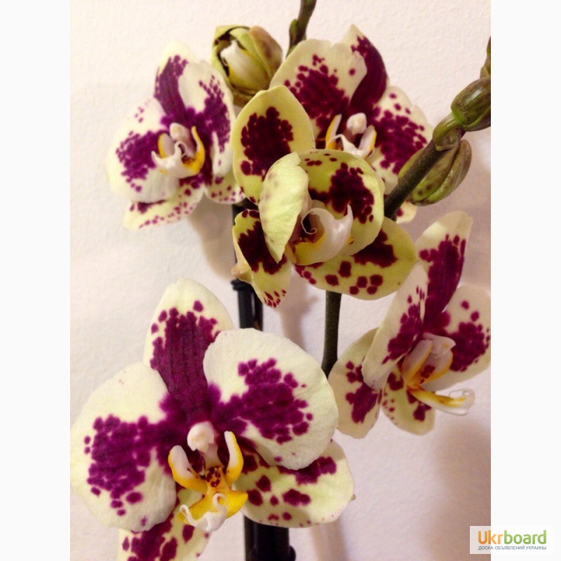 Фото 15. Орхидеи фаленопсис стандарт и мини