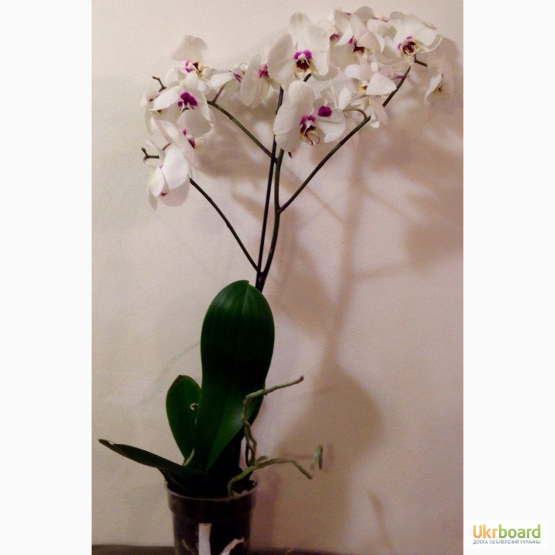 Фото 16. Орхидеи фаленопсис стандарт и мини