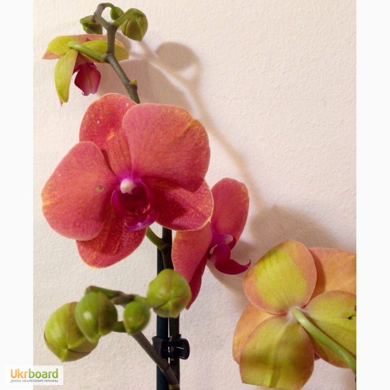 Фото 17. Орхидеи фаленопсис стандарт и мини