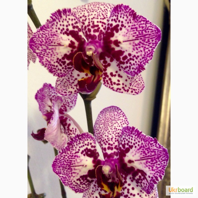 Фото 1/20. Орхидеи фаленопсис стандарт и мини