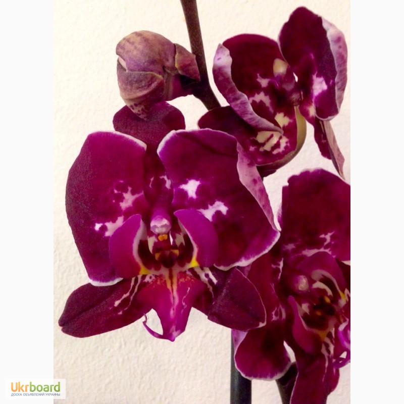 Фото 18. Орхидеи фаленопсис стандарт и мини