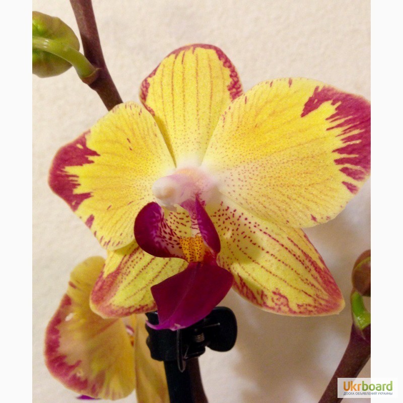 Фото 19. Орхидеи фаленопсис стандарт и мини