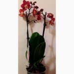 Орхидеи фаленопсис стандарт и мини