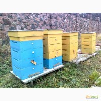 Продам пчелосемьи, пчелопакеты