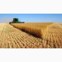 Закупаем пшеницу (фураж и 2 кл.) по Винницкой обл