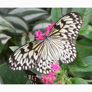 Тропические Живые Бабочки изЮжной Америки