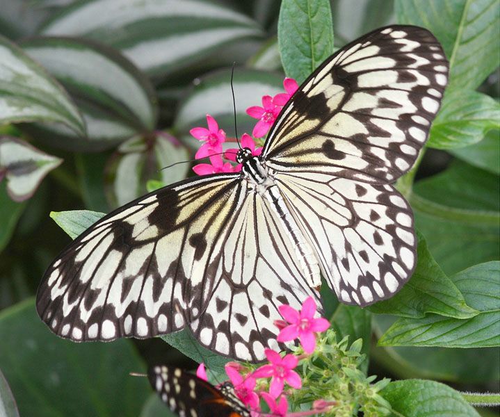 Тропические Живые Бабочки изЮжной Америки