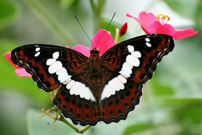 Фото 2. Тропические Живые Бабочки изЮжной Америки
