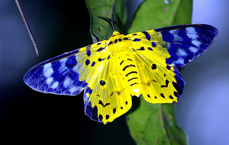 Фото 3/3. Тропические Живые Бабочки изЮжной Америки