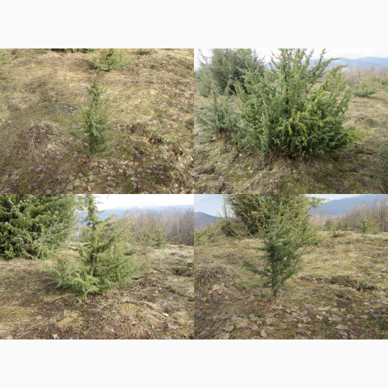 Фото 1/8. Саженцы можжевельник, Juniperus, Верес, съедобный, куст дерево