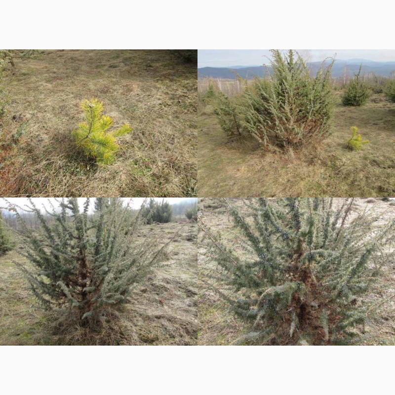 Фото 3/8. Саженцы можжевельник, Juniperus, Верес, съедобный, куст дерево