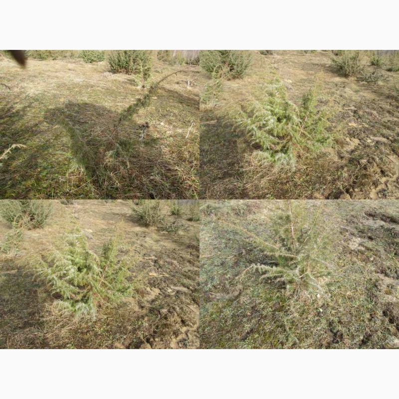 Фото 5. Саженцы можжевельник, Juniperus, Верес, съедобный, куст дерево