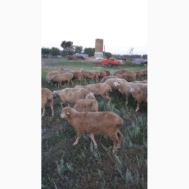 Фото 2. Срочно продам стадо овец Меренос-Асканийский 250 голов, Николаев