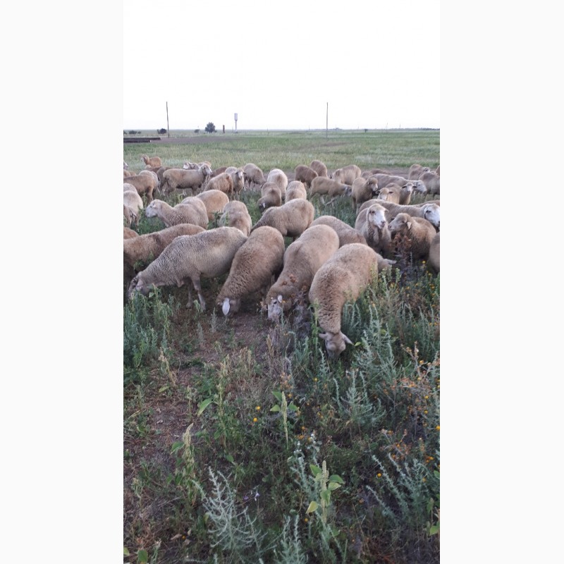 Фото 3. Срочно продам стадо овец Меренос-Асканийский 250 голов, Николаев