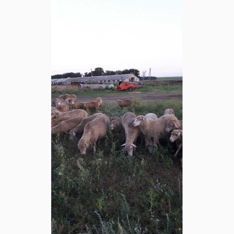 Фото 4. Срочно продам стадо овец Меренос-Асканийский 250 голов, Николаев