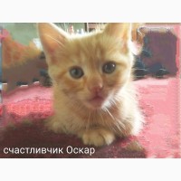 Котёнок в дар Харьков