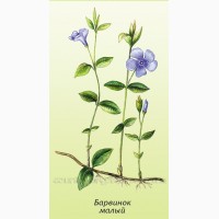 Продам саженцы Барвинка и много других растений (опт от 1000 грн)