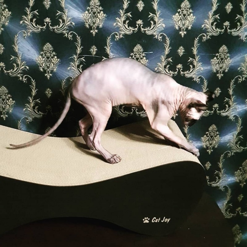 Фото 4. Когтеточка-лежанка cat joy Лофт от производителя