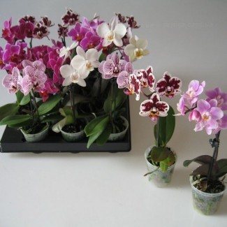 Фаленопсис (орхидея) мини 6*15 1 ствол микс