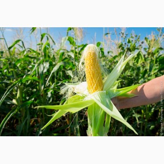Закупаем зерновые культуры: кукуруза, крупный опт