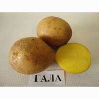 Продаем семенной картофель Гала I репродукции. Отправка по всей Украине