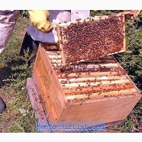 Продам бджолині відводки