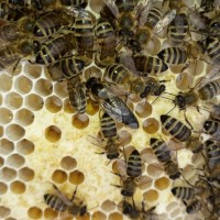 Продам плідні чистопородні бджоломатки(матки, пчеломатки) Карпатка низька ціна