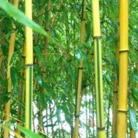 Семена желтого бамбука Phyllostachys Spectabilis (25 шт)