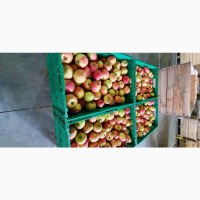 Продам яблука з холодильника, фреш. 7+, ОПТ, без парші і градобою, Городок Хм., 4.5 грн