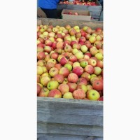 Продам яблука з холодильника, фреш. 7+, ОПТ, без парші і градобою, Городок Хм., 4.5 грн