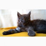 Котик мейн-кун, черный дым, из Херсонского питомника