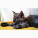 Котик мейн-кун, черный дым, из Херсонского питомника