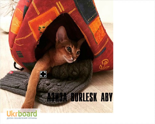 Питомник Абиссинских кошек Burlesk ABY