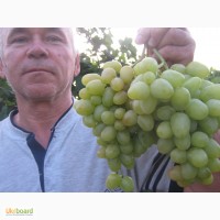 Продам унаби ягоду и саженци, винограда саженцев около 50 сортов