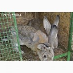 Продаю кроликов Бахчисарайский район