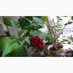 Гибискус-китайская роза