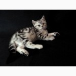 Продам шотландских котят (скоттиш страйт) мраморных окрасов от Чемпионов породы!, Есть мал