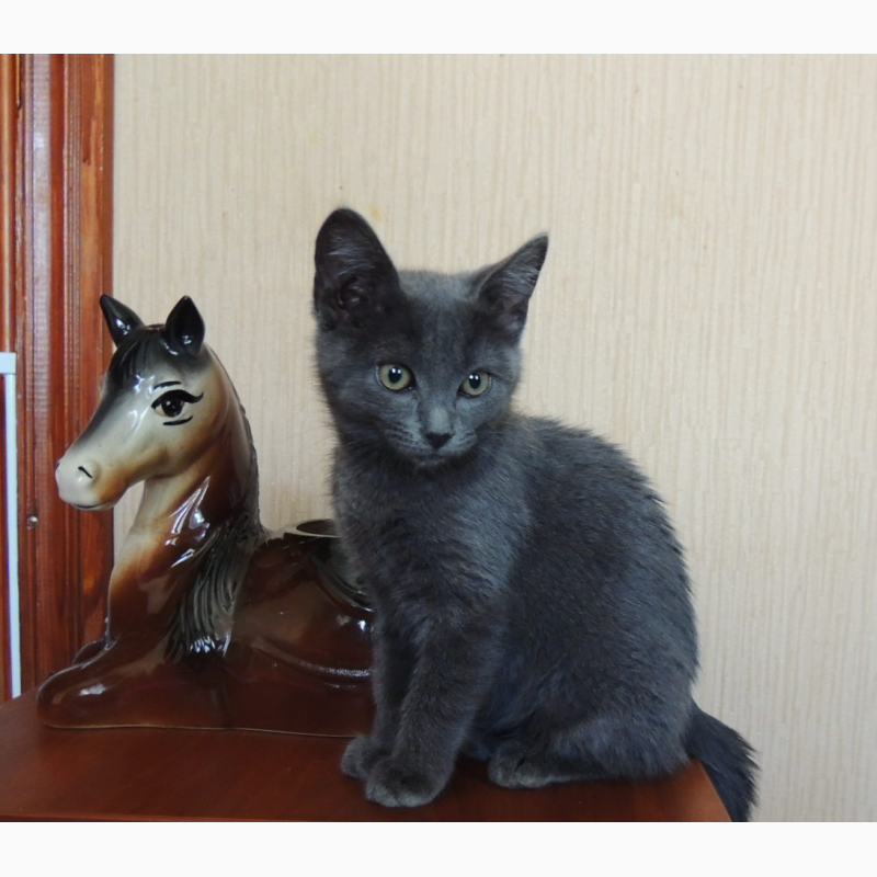 Фото 3. Котята Русской Голубой