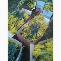 Цветок Мимоза цены оптом (Грузия)