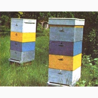 Куплю бджоли з корпусними вуликами