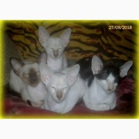 Сиамо-ориентальные котята