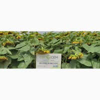 Пропонуємо купити насіння соняшника НС Сумо 007 (НС Н 6059)