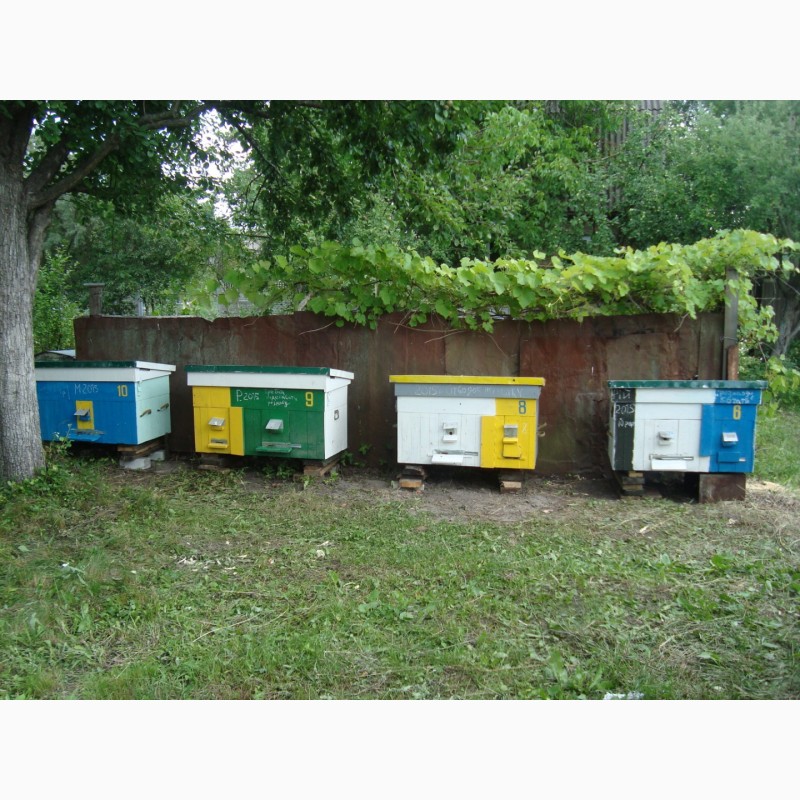 Продам семьи пчел