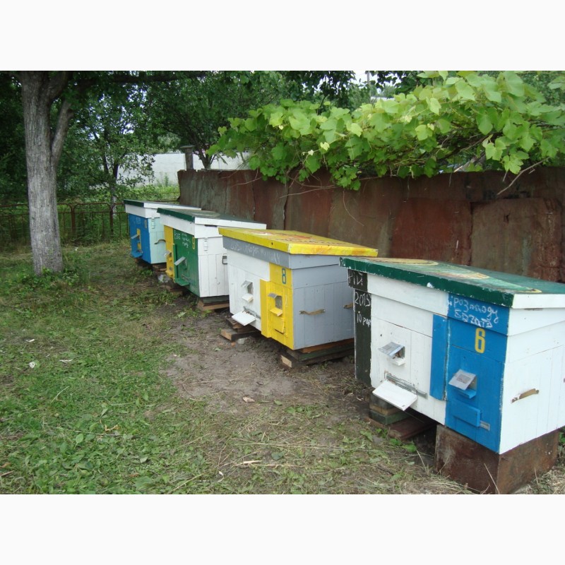 Фото 2. Продам семьи пчел