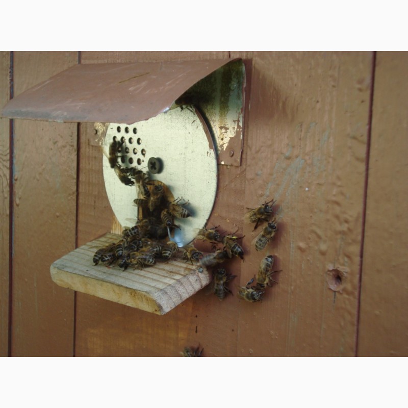 Фото 4. Продам семьи пчел