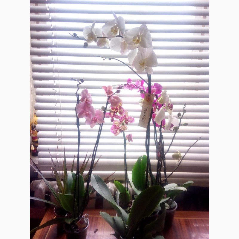 Фото 1/1. Орхидеи цветущие